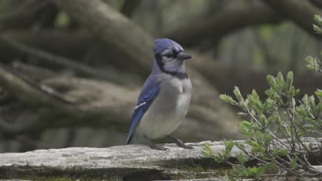 beautiful portrait of a canadian blue jay, colourful bird from north america