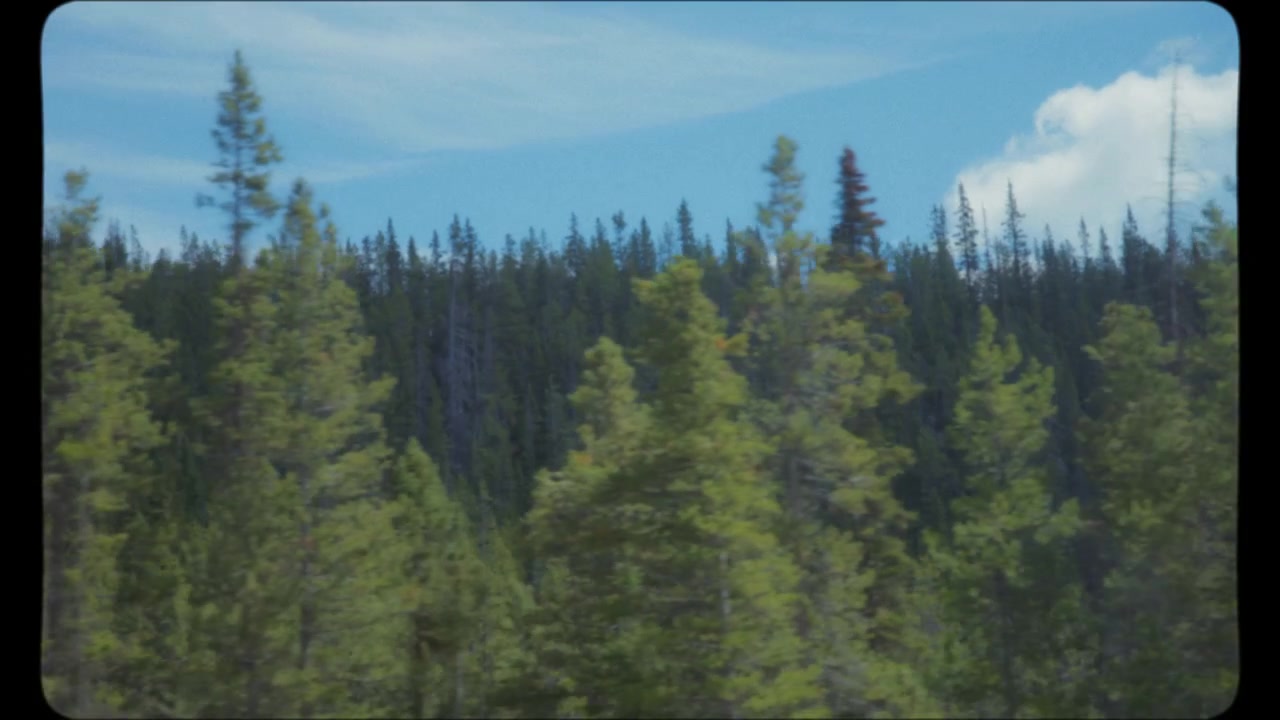 Driving by dense pine trees forest
