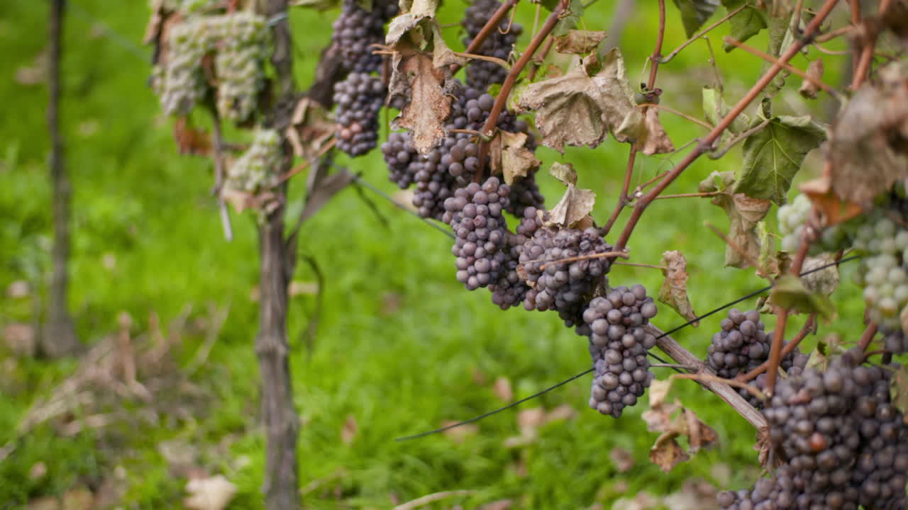racimo de uvas en el viñedo en la granja de producción de vid 7
