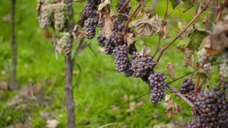 bunch of grapes on vineyard at vine production farm 7