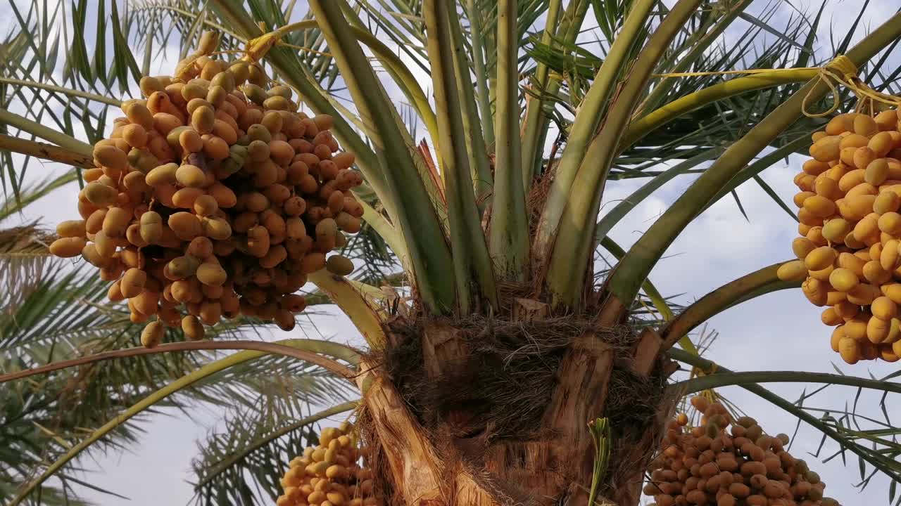 racimos de frutas de dátiles balanceándose en el aire
