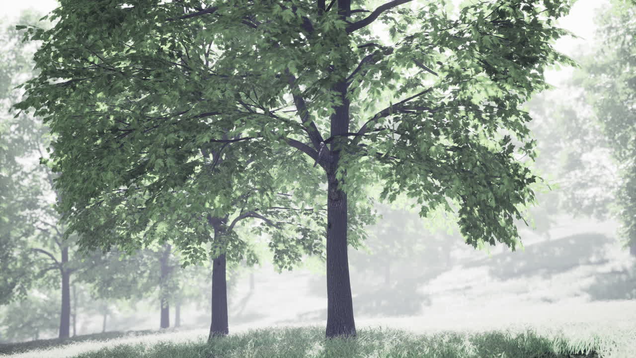 Lush green trees standing in a serene landscape with soft fog