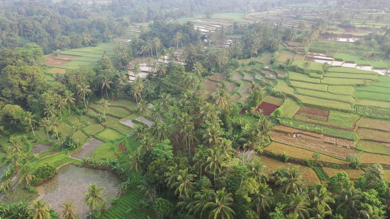 vista aérea de los arrozales en terrazas en indonesia