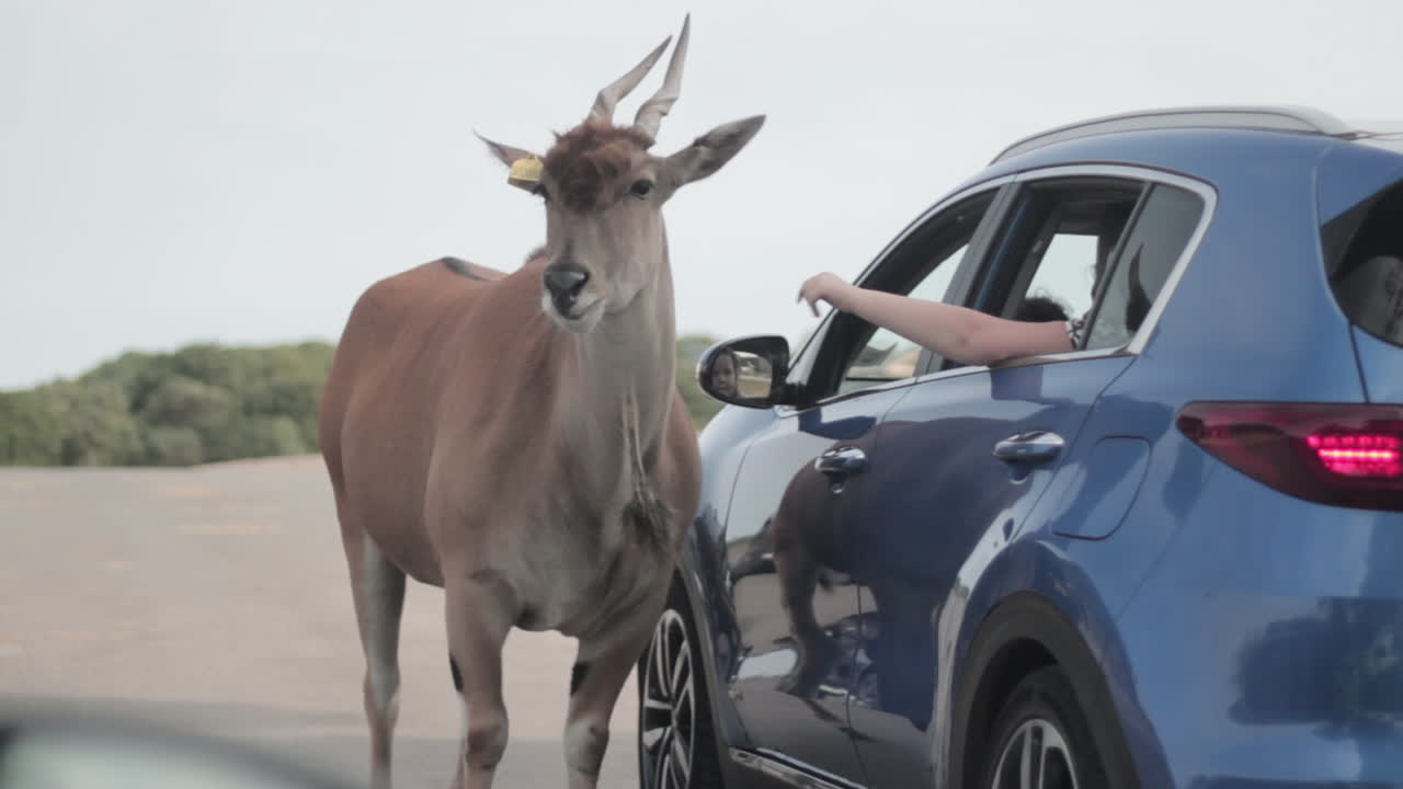en el parque safari de west midlands, inglaterra, un eland común que se ha acercado al automóvil azul está siendo alimentado por personas en dicho automóvil