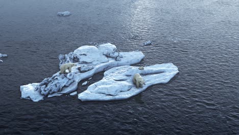 polar bears on melting ice floes