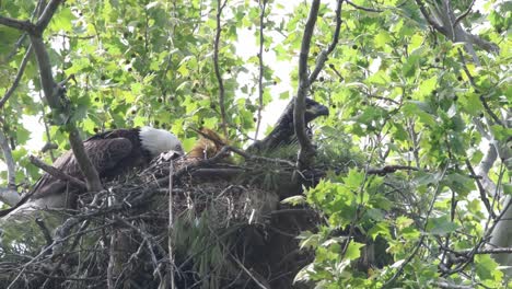Parent-eagle-and-eaglet-move-around-in-a-nest,-baby-eagle-stretches-it's-wings