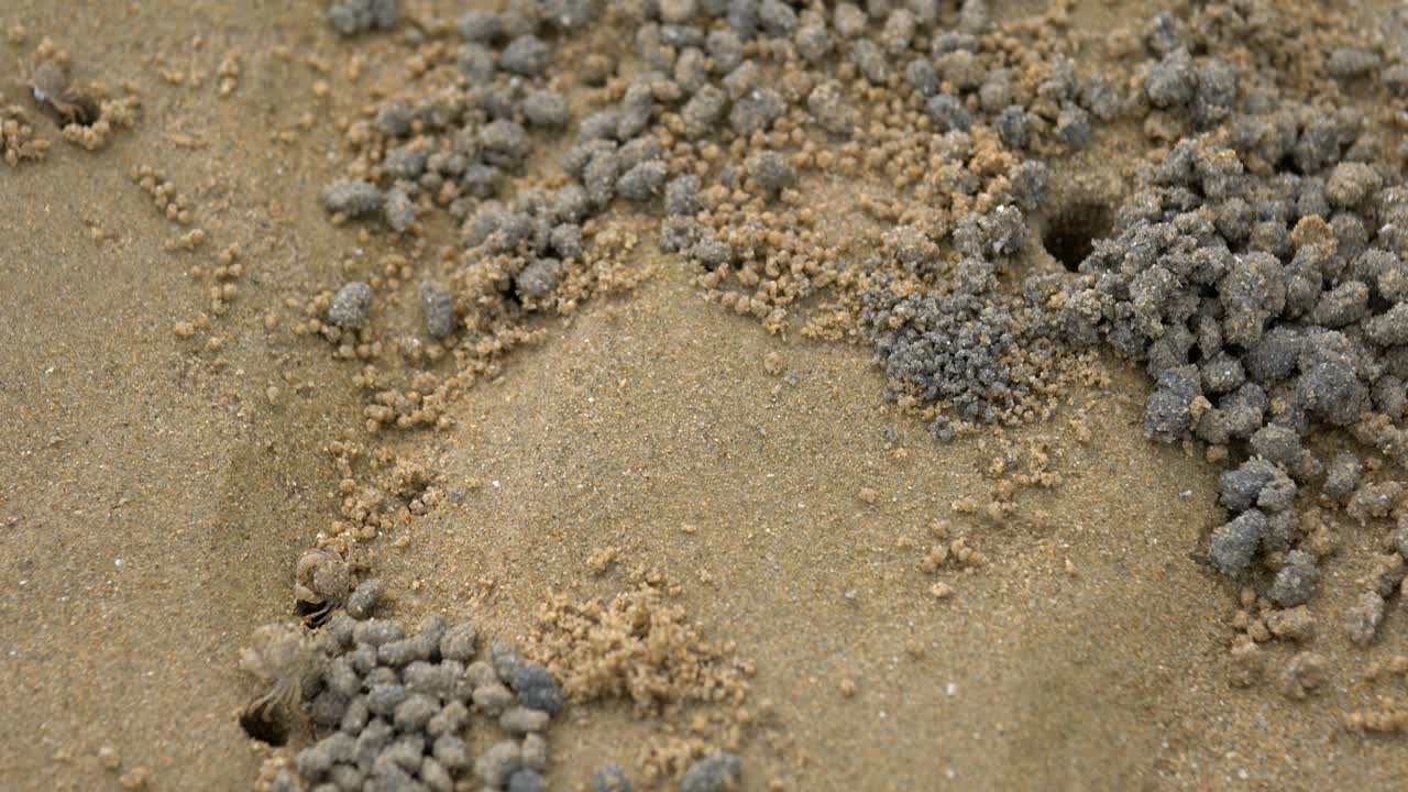 해변에서 모래 어리 버블러 크래브의 모래 공