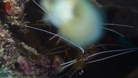 2 curious cleaner shrimps staring at the camera from their burrow