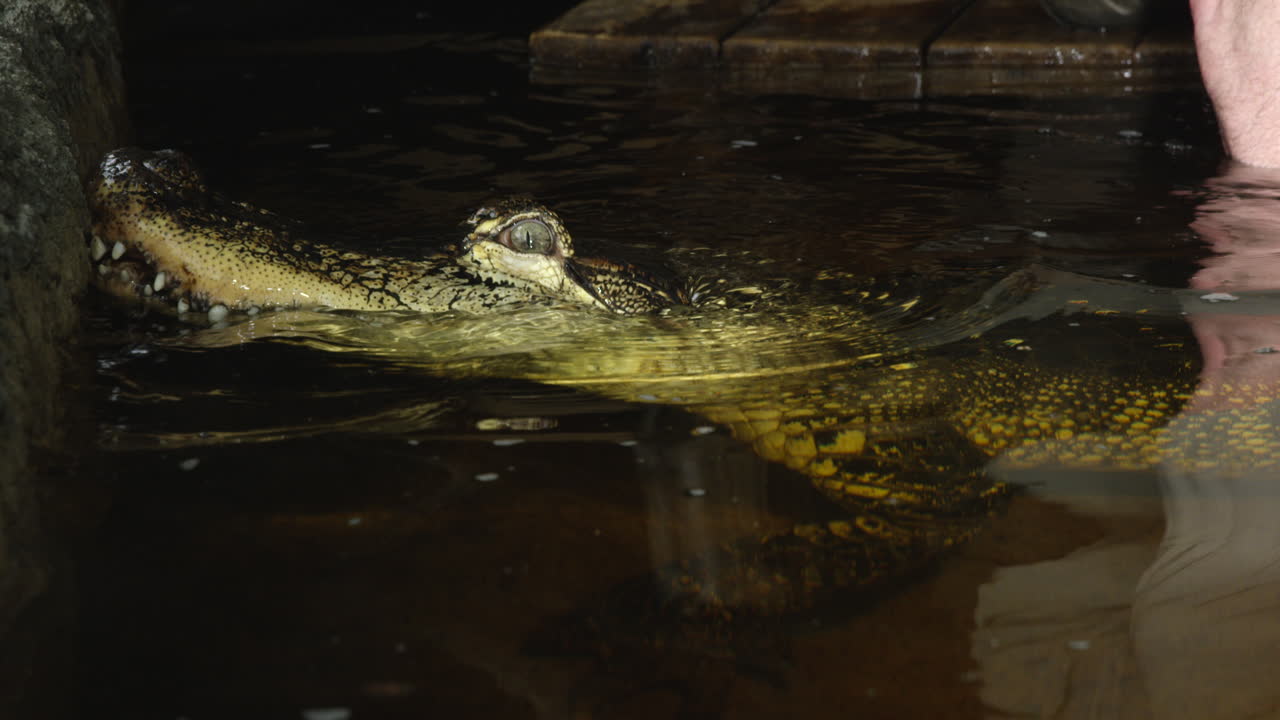 mans mano acariciando cocodrilo americano en el borde del muelle - cierre u a mano