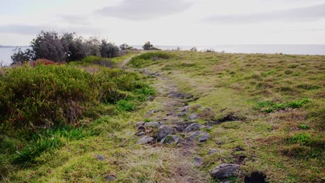 Montaña-Costera-Con-Plantas-Verdes-Meciéndose-En-La-Brisa-Del-Océano---Verano-En-La-Playa-Crescent-Head---Sydney,-Nsw,-Australia