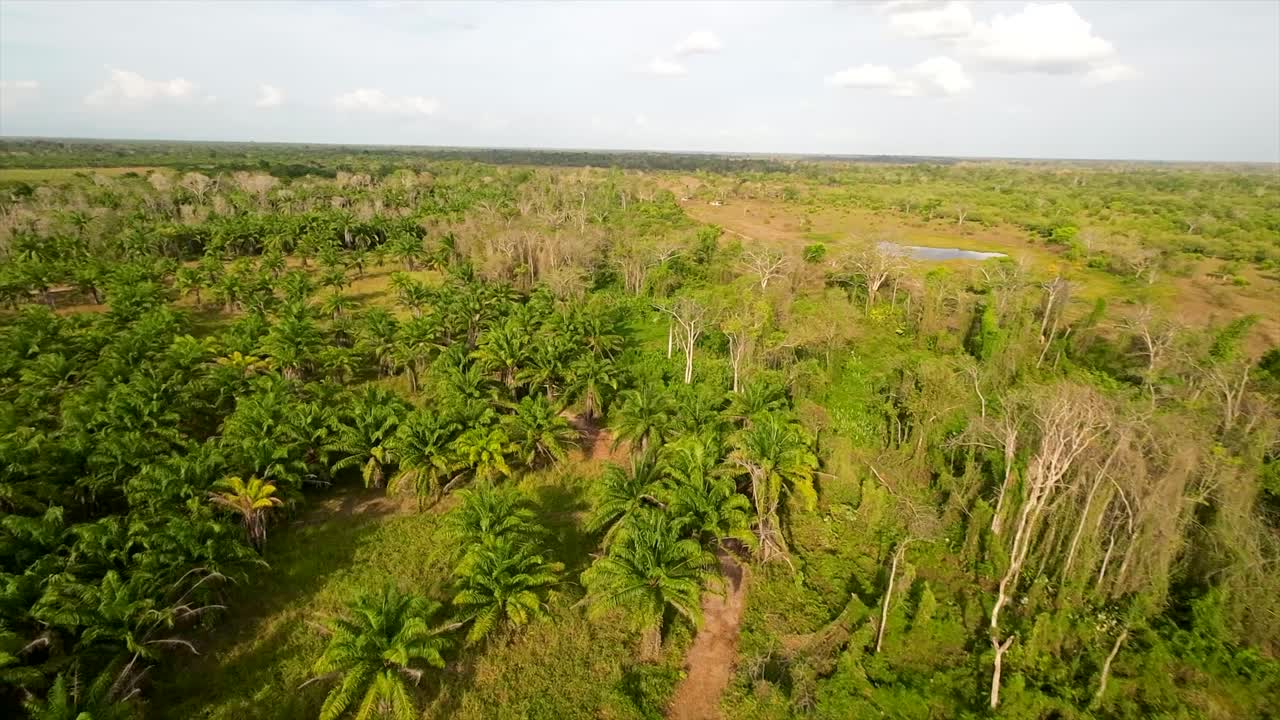 Drone view of Roystonea oleracea palms in Monagas, Venezuela plains