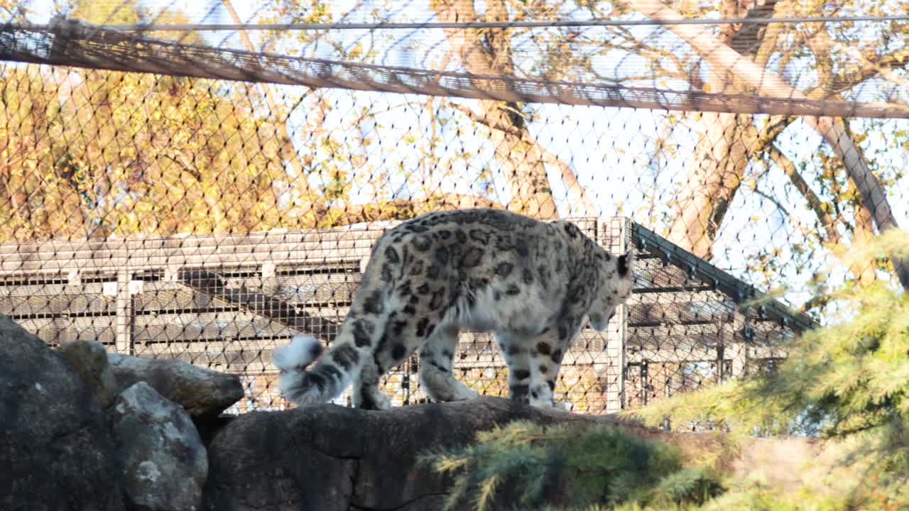 멜버른 동물원 에서 눈표범 이 자연적 인 빛 아래 바위  에 우아 하게 이동 하고 있다