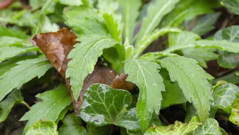 time lapse of frozen weed plant thawing in the sun - pan over