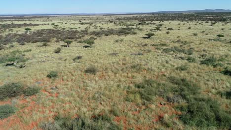 Luftaufnahme-Der-Afrikanischen-Savanne-Mit-Verstreuten-Bäumen-Und-Gräsern-Auf-Rotem-Kalahari-sand,-Südliches-Afrika