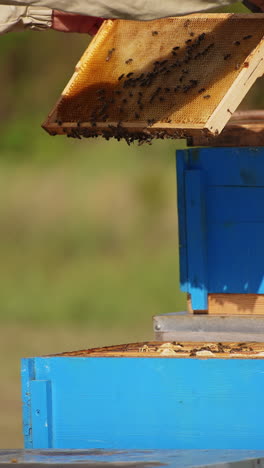 beekeeper in protective suit takes the frames and shakes the bees off. apiarist holds a metal tool in his hand. blurred backdrop. vertical video