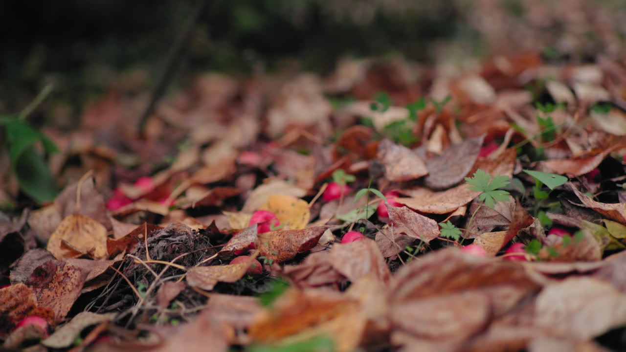 Nahaufnahme einer Herbstlandschaft, braune, trockene Blätter und winzige rote Früchte, die über den Waldboden verstreut sind, mit kleinen grünen Trieben, die durch den Blätterteppich lugen und eine friedliche saisonale Komposition darstellen