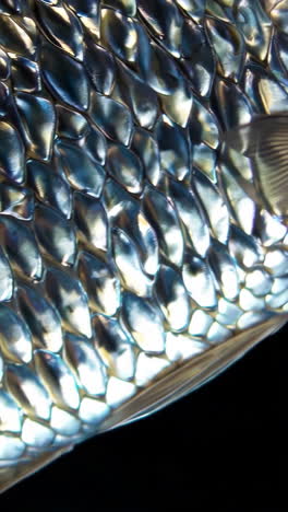 close-up view of iridescent fish scales