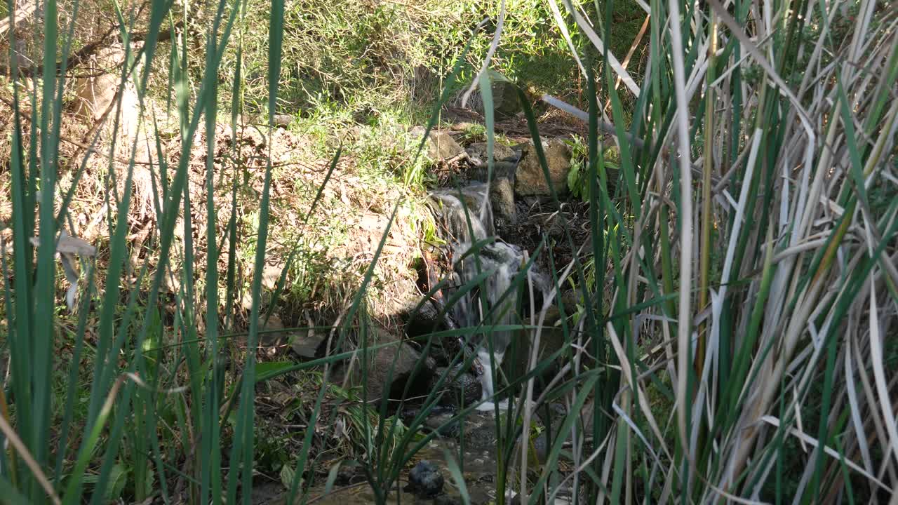 Water flowing over rocks and past reeds at Buckley Falls on the Barwon River, Geelong, Victoria, May 2023
