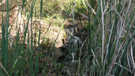 water flowing over rocks and past reeds at buckley falls on the barwon river, geelong, victoria, may 2023