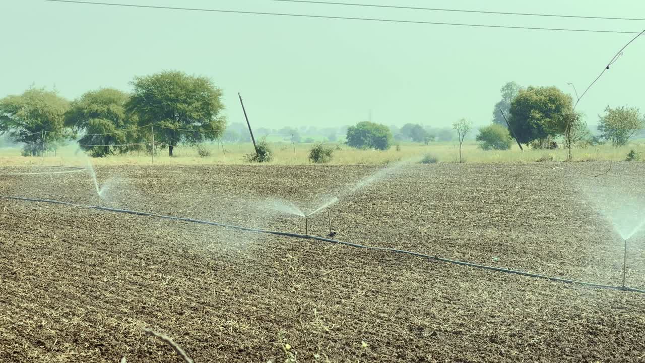 Farm Irrigation using water sprinkler system in the farm in india