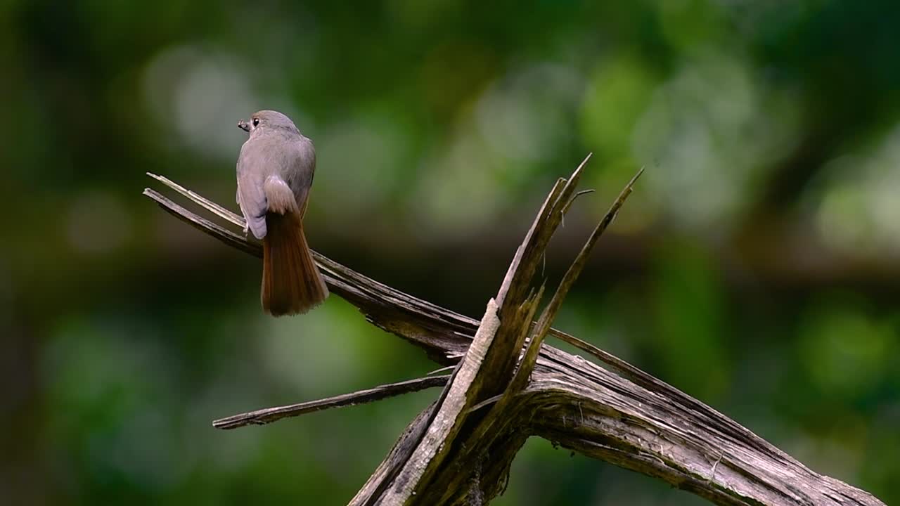 The Hill Blue Flycatcher is found at high elevation habitat it has blue feathers and orange-like breast for the male, while the female is pale cinnamon brown and also with transitioned orange breast