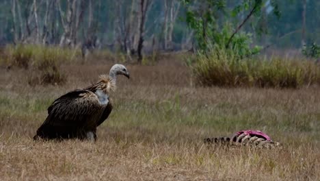 the himalayan griffon vulture is near threatened due to toxic food source and habitat loss