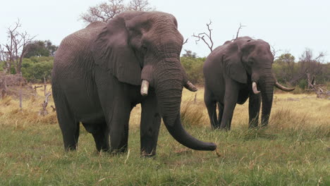 a pair of adult elephants eating grass in unison