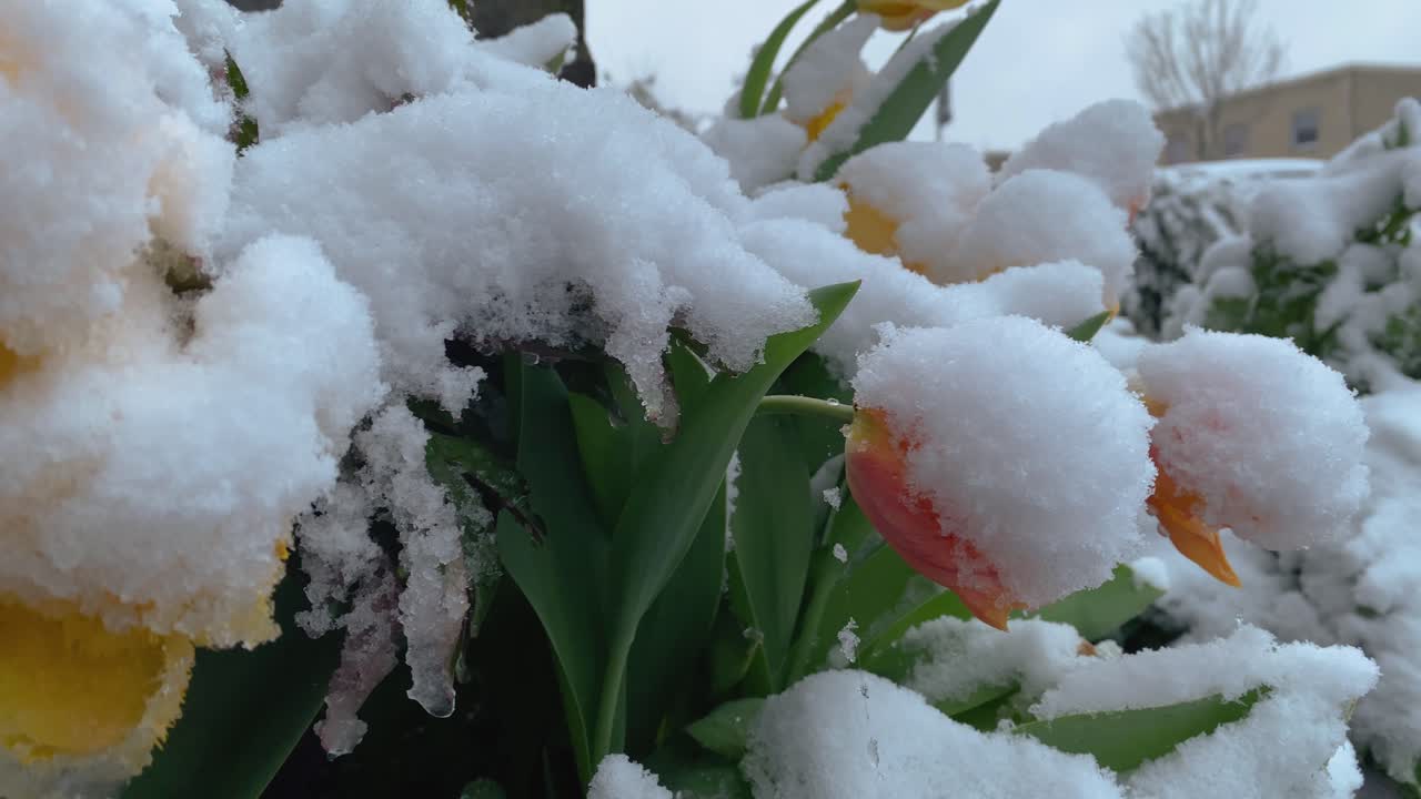 Tulipani gialli nel giardino coperti di neve