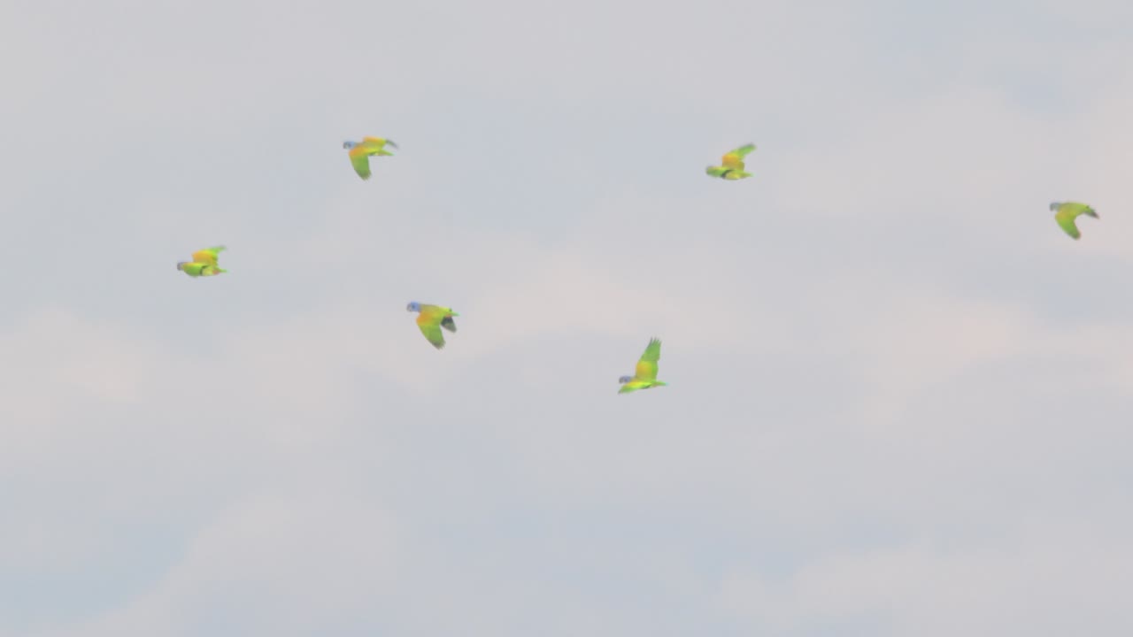 Peru’s Amazon sky fills with a swirling flock of Blue headed Parrots in synchronized flight.
