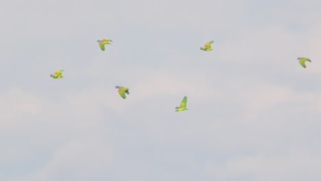 peru’s amazon sky fills with a swirling flock of blue headed parrots in synchronized flight.