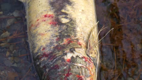 tracking shot of bloody face - dead salmon that likely died after spawning, starting to decompose