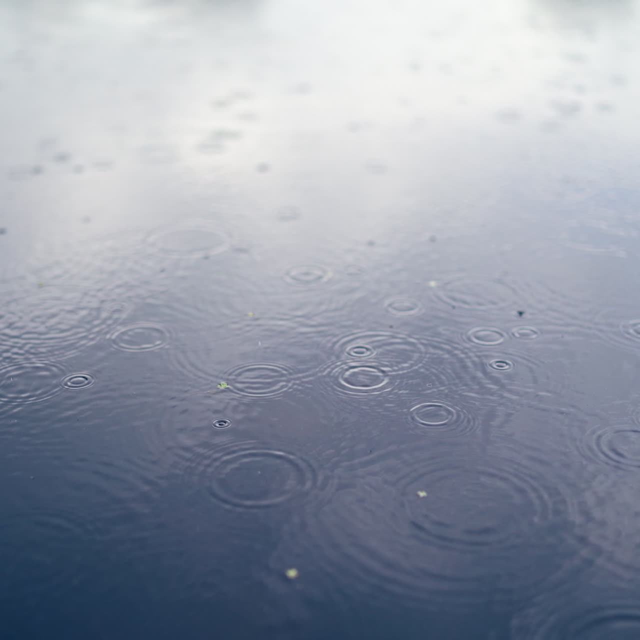 방울은 연못, 호수 또는 강의 물 표면에 떨어지고 균일한 배경을 형성합니다.
