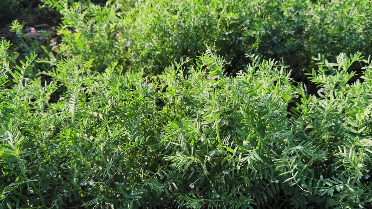 Static close shot of healthy masoor lentil plants forming a dense green canopy, tender leaves gently swaying in a mild breeze, showcasing early growth stages in farmland