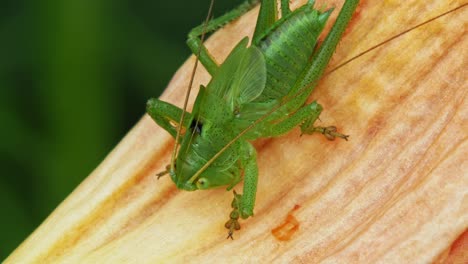 saltamontes verde común en un pétalo. de cerca