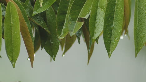 primer plano de plantas húmedas verdes durante la lluvia monzónica en bali