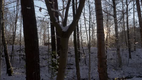 sunrise by the snowy forest with leafless trees in winter