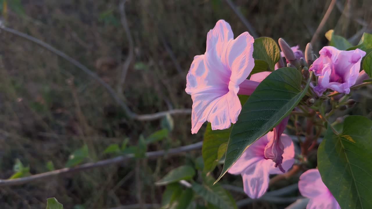 Ipomoea carnea is a species of morning glory that grows as a bush. This flowering plant has heart-shaped leaves that are a rich green