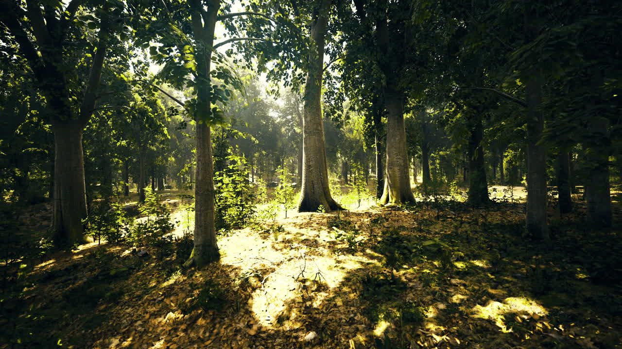 Sunlight filters through trees in a serene forest during midday hours