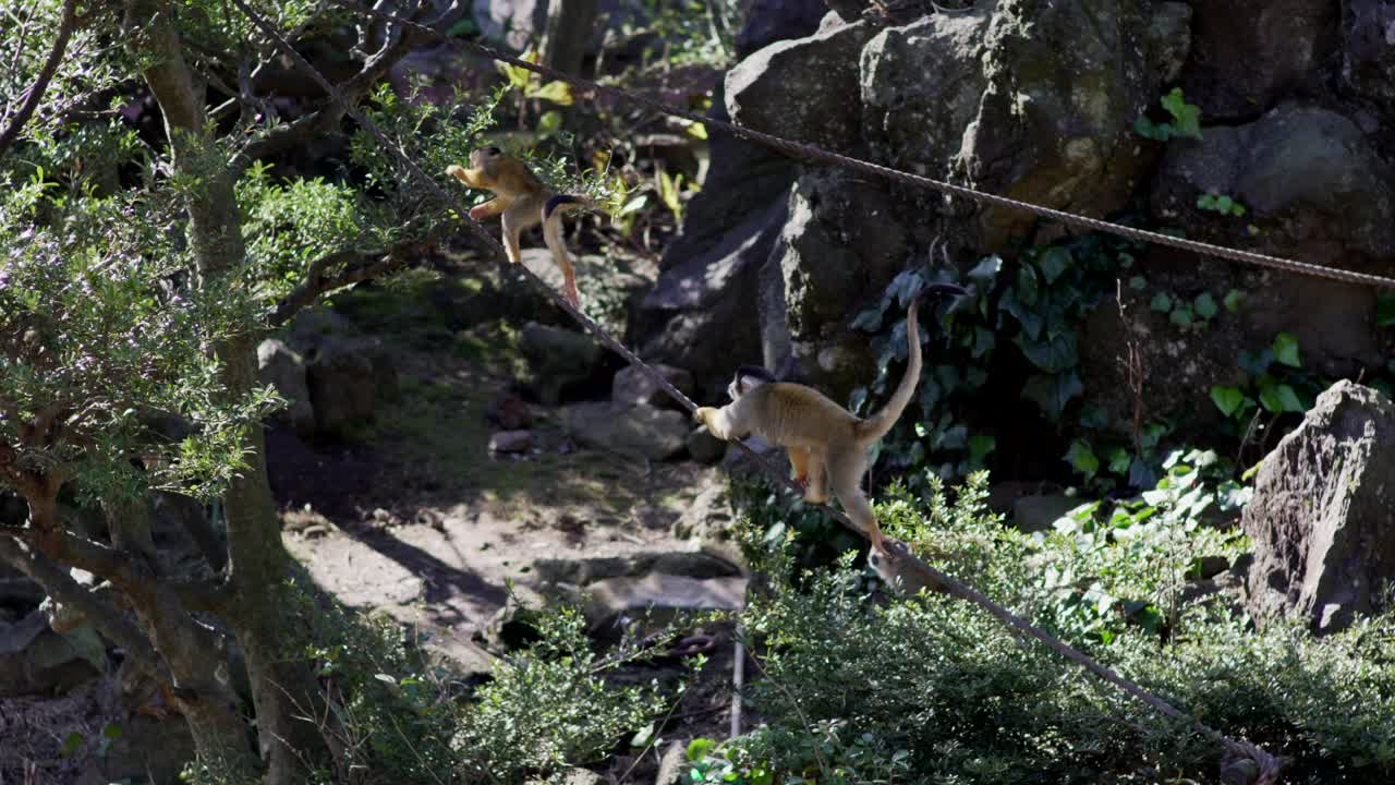 Closeup Shot Of Monkeys Climbing On The Ropes In The Zoo In Izu, Japan - Tele Shot