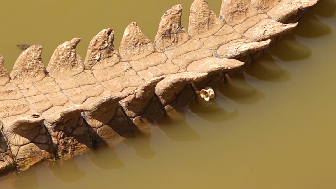 나미비아 아프리카의 진흙탕 연못에 앉아 있는 악어를 가로질러 팬