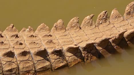 pan across a crocodile sitting in a muddy pond in namibia africa