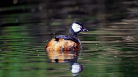 un adorable grèbe à touffes blanches nageant sur un lac paisible et regardant autour