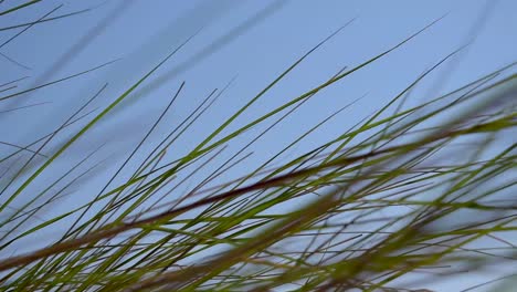 Nahaufnahme-Seegras-Weht-Im-Wind-Mit-Blauem-Himmel