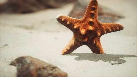 Roter-Seestern-Am-Meeresstrand-Mit-Goldenem-Sand