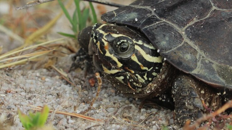 Close-up Of Chicken Turtle Native To The Southeastern United States