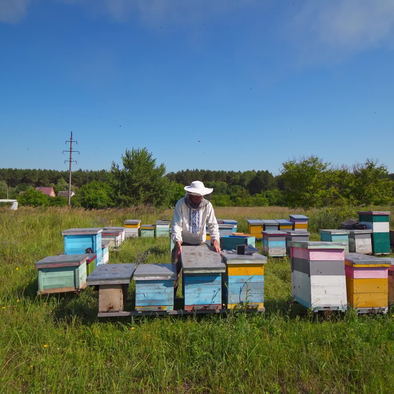 Apiary on the background of countryside. Beekeeper works on the apiary in a bright summer day. Wooden beehives on green grass.