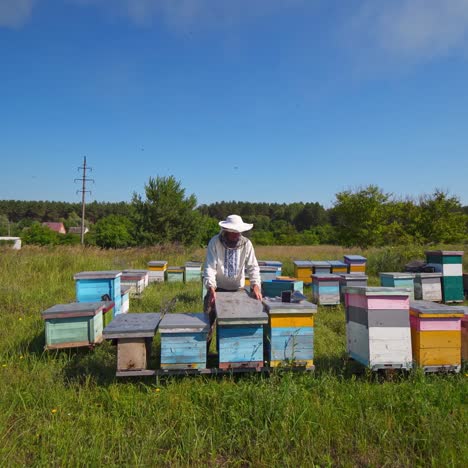apiary on the background of countryside. beekeeper works on the apiary in a bright summer day. wooden beehives on green grass.