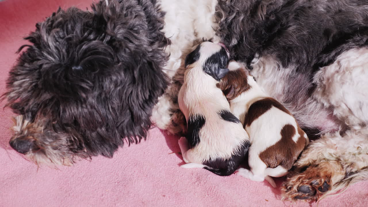 perro después de dar a luz con cachorro recién nacido 07