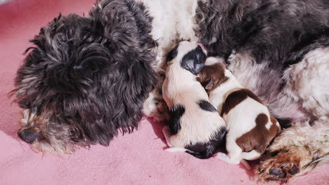 Perro-Después-De-Dar-A-Luz-Con-Cachorro-Recién-Nacido-07