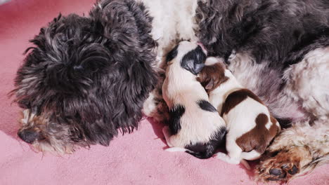 perro después de dar a luz con cachorro recién nacido 07